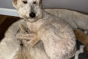 Affordable Pet Grooming