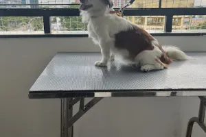 Dogs Styling Pet Grooming Studio