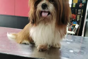 Thangam Pet Spa (Grooming Studio)