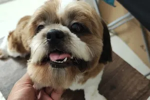 Petgroomers