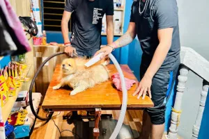 Your's pet dog grooming &amp; dog training centre